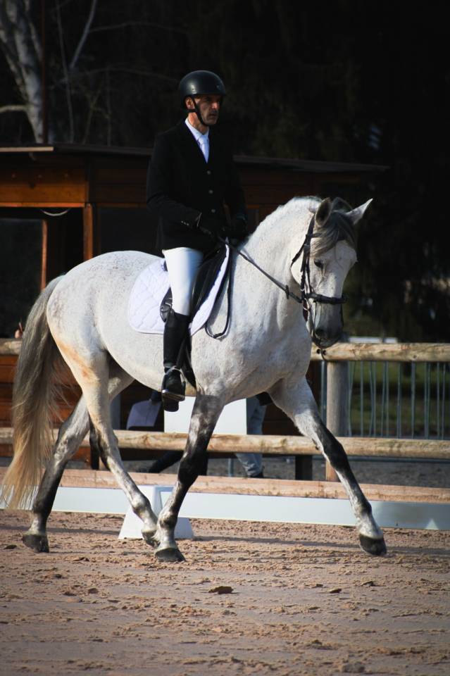 Pur Sang Lusitanien (PSL), 12 ans, 167 cm, hongre, gris