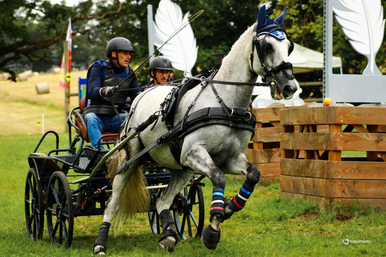 Pur Sang Lusitanien (PSL), 12 ans, 167 cm, hongre, gris