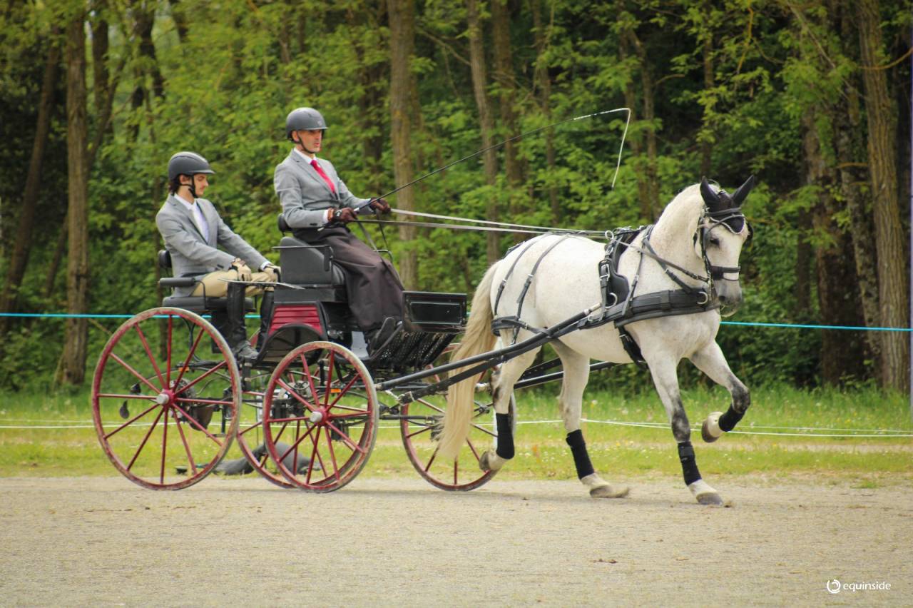 Pur Sang Lusitanien (PSL), 12 ans, 167 cm, hongre, gris