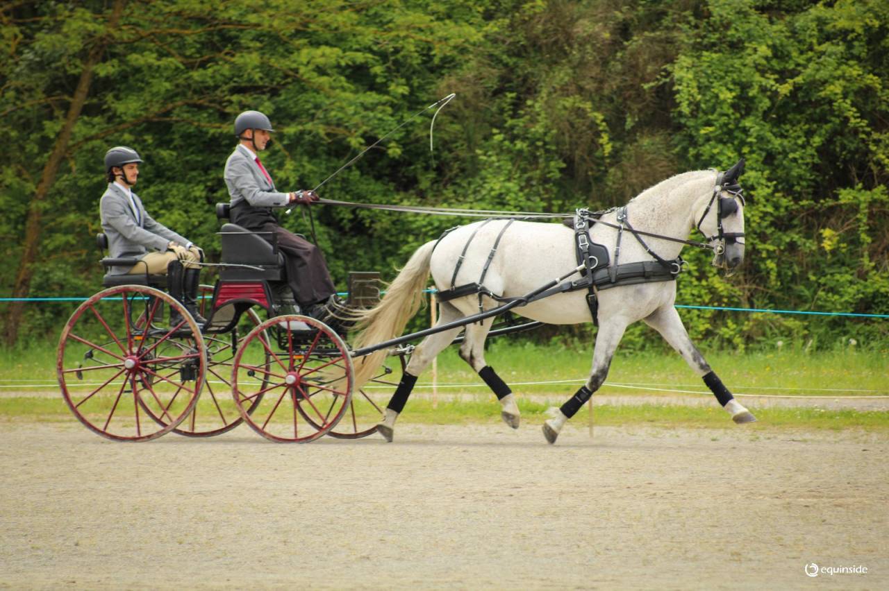 Pur Sang Lusitanien (PSL), 12 ans, 167 cm, hongre, gris