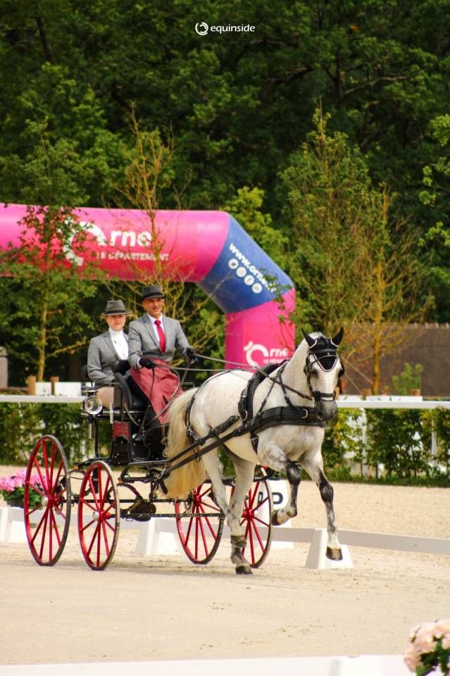 Pur Sang Lusitanien (PSL), 12 ans, 167 cm, hongre, gris
