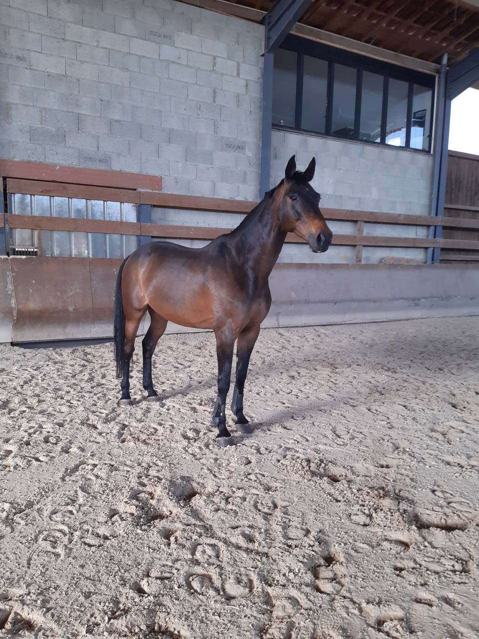 cheval cso