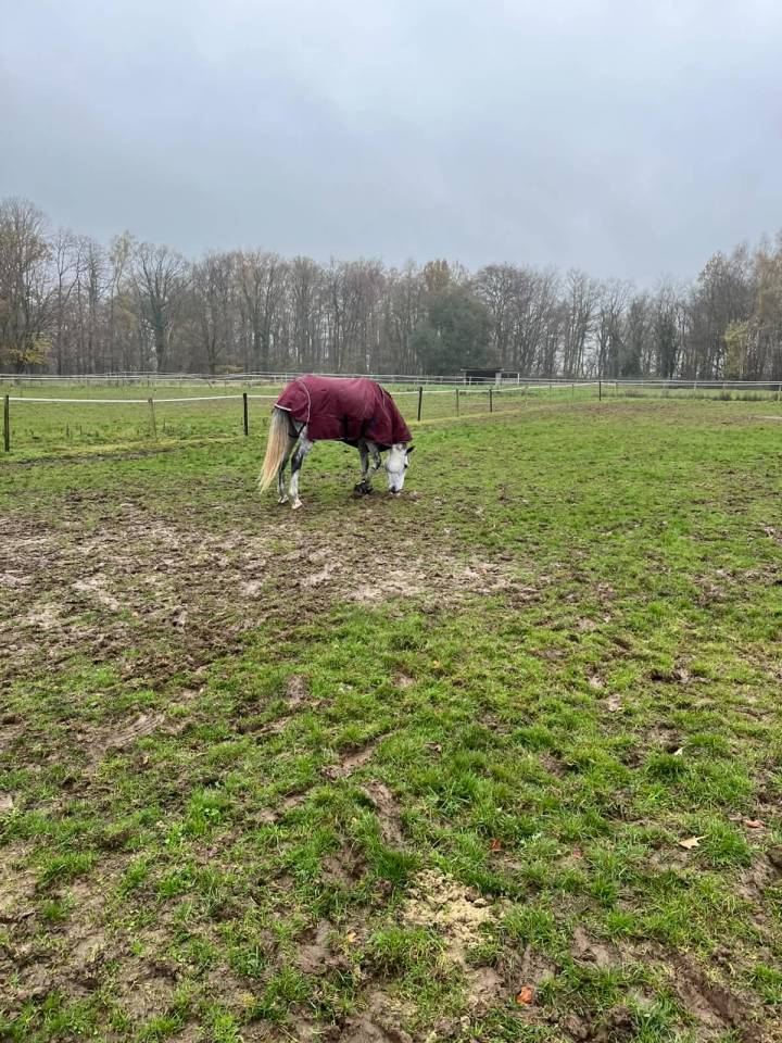 Hongre belgian warmblood 6 ans