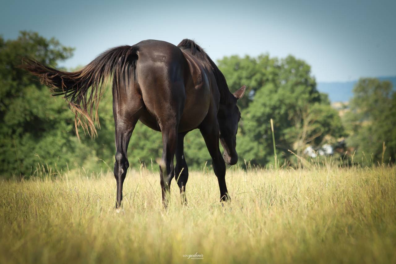 Hongre de 3 ans par Balou du Rouet - Direct &eacute;leveur 