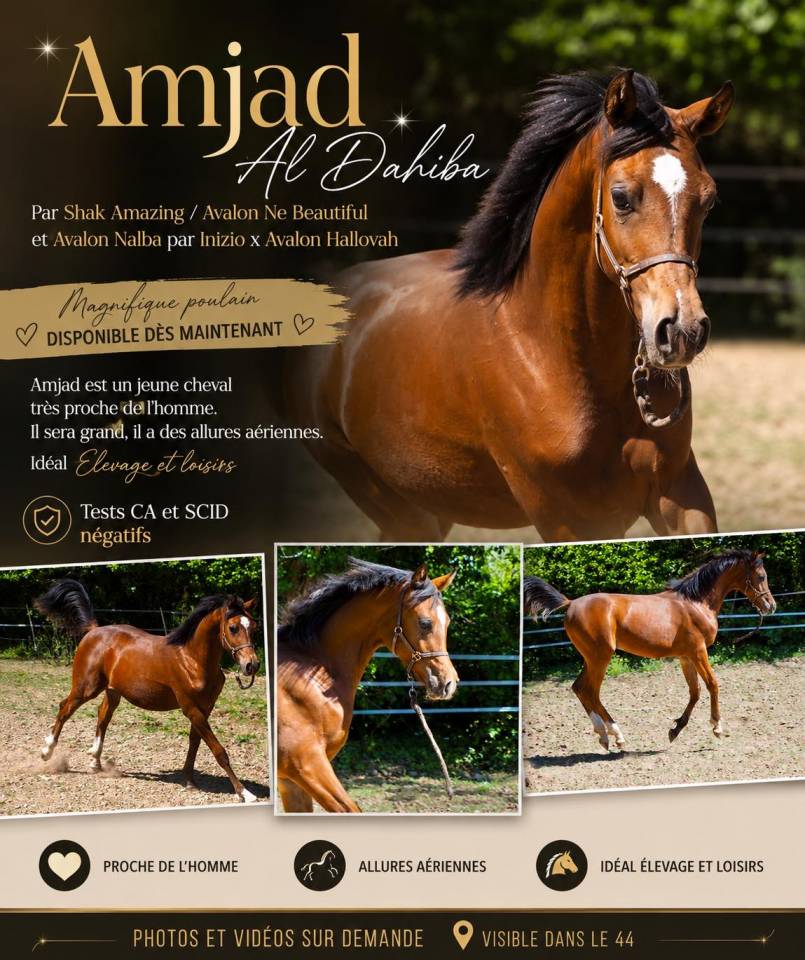 Superbe poulain pur sang arabe