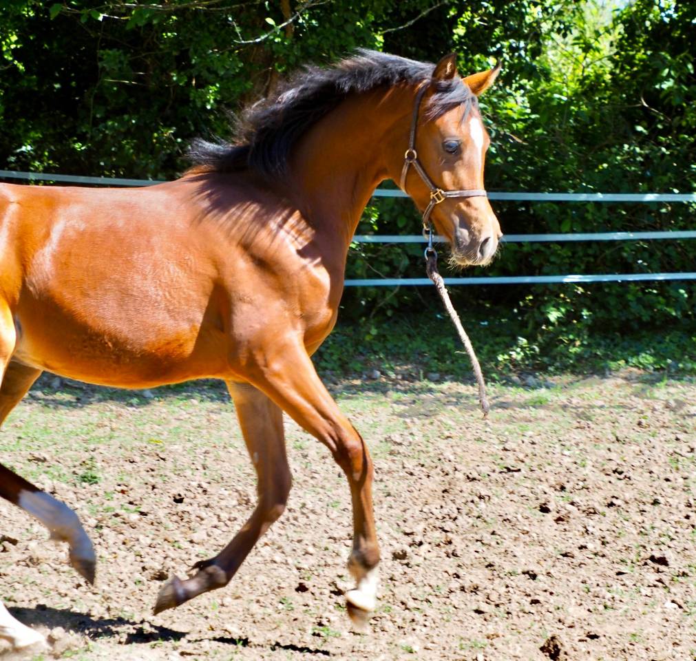 Superbe poulain pur sang arabe