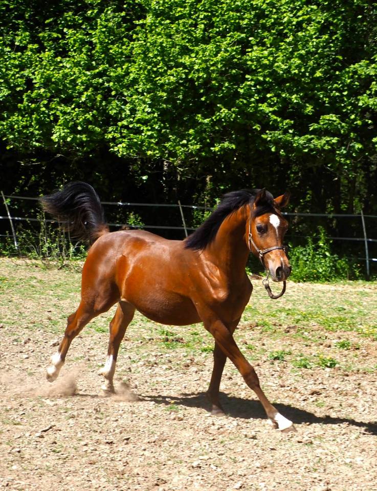 Superbe poulain pur sang arabe