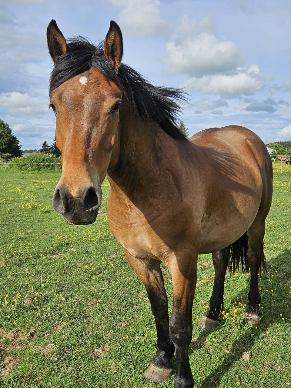 DEMI-TRAIT / DEMI-SANG ARABE 2023 ARABO-AUXOIS