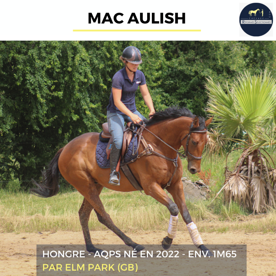 MAC AULISH - AQPS - 4 ANS