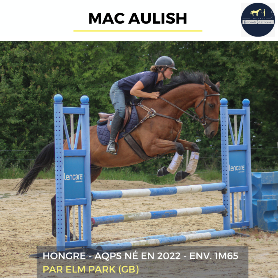 MAC AULISH - AQPS - 4 ANS