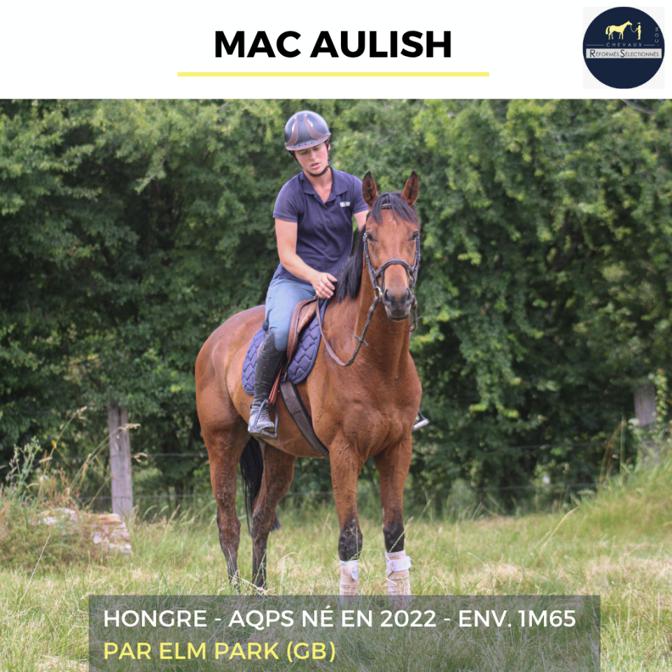 MAC AULISH - AQPS - 4 ANS