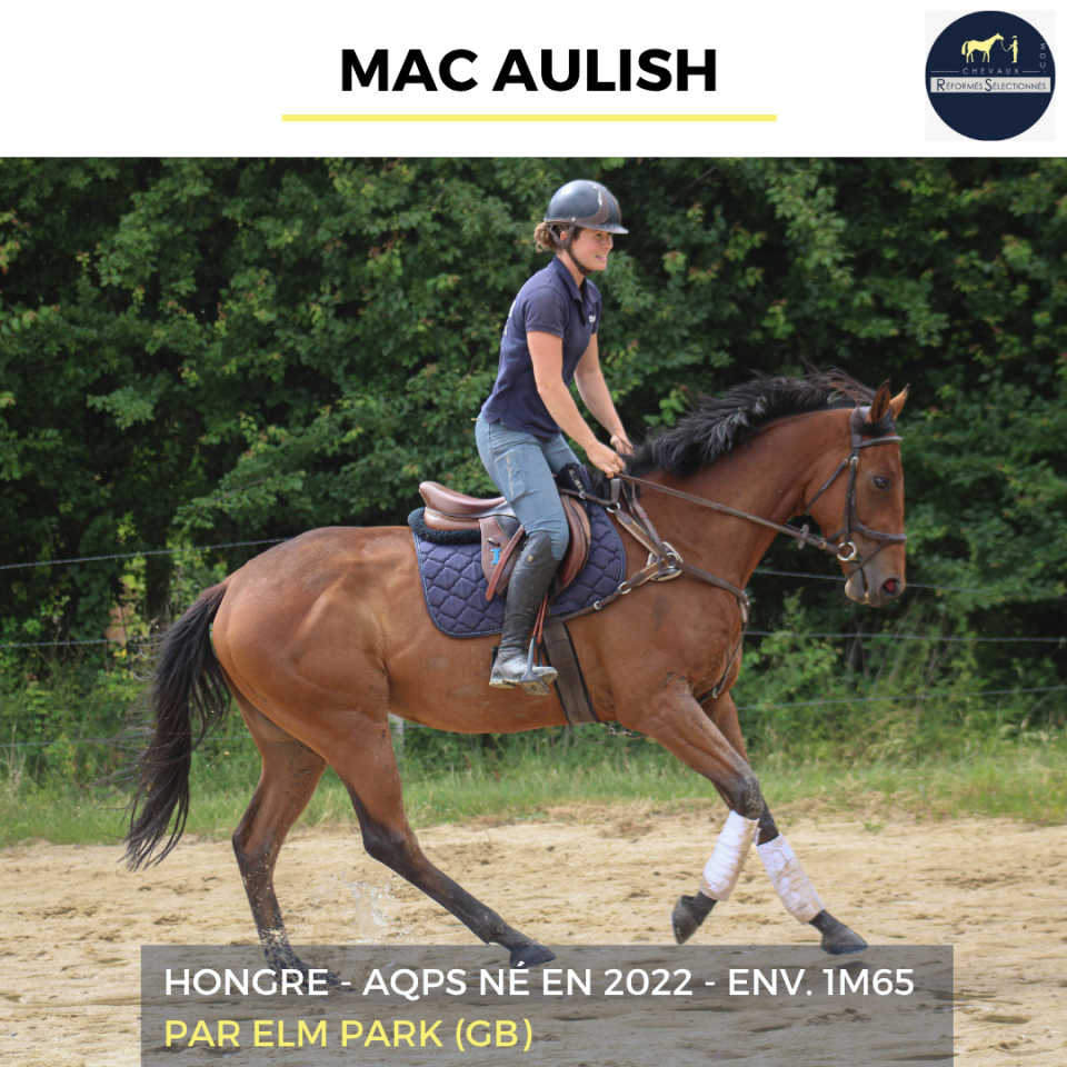 MAC AULISH - AQPS - 4 ANS