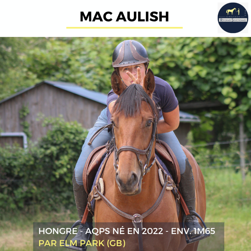 MAC AULISH - AQPS - 4 ANS