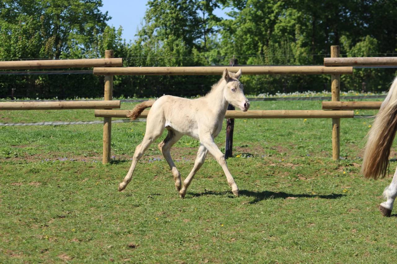 Ponette SBS 