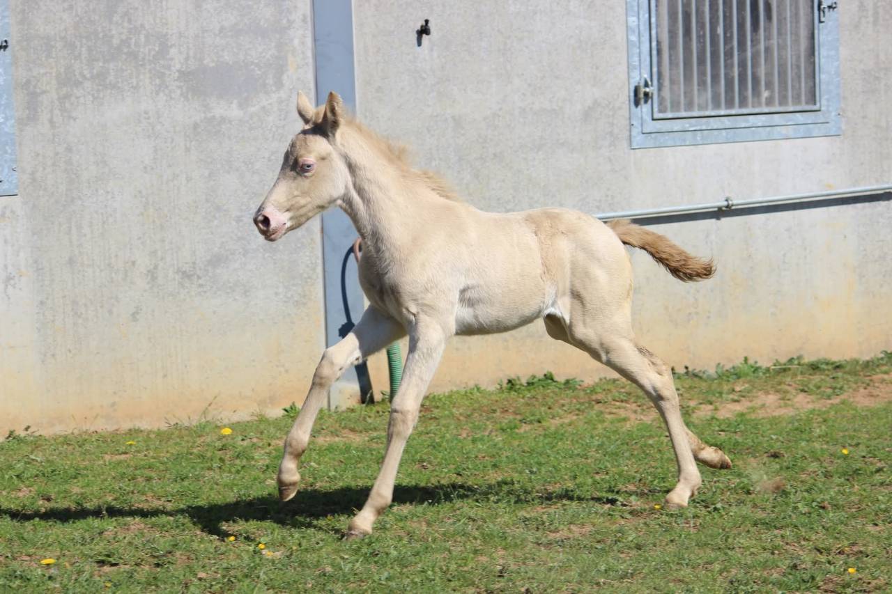 Ponette SBS 