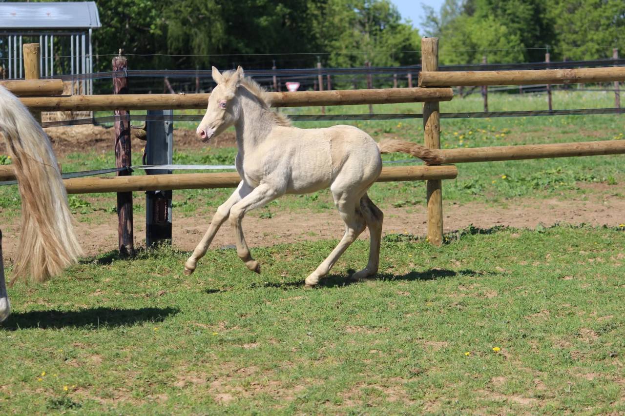 Ponette SBS 