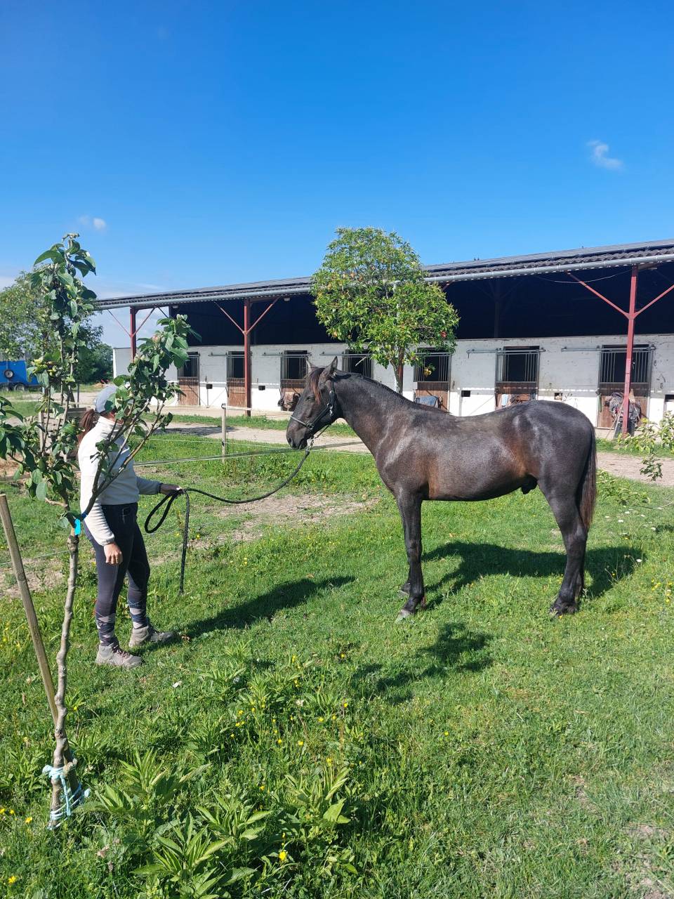 Poulain PRE 