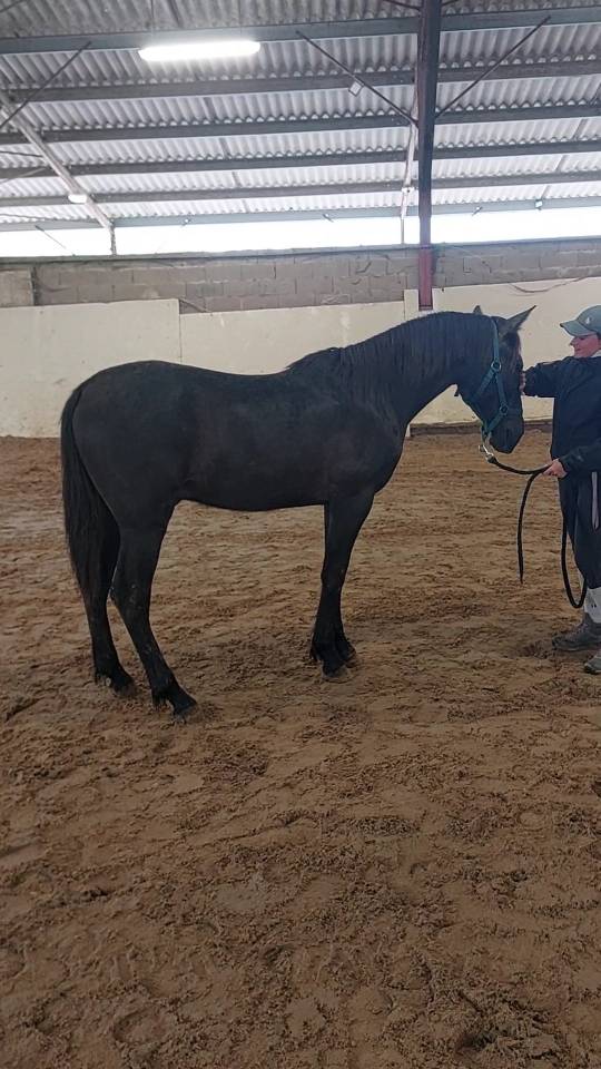 Poulain PRE 