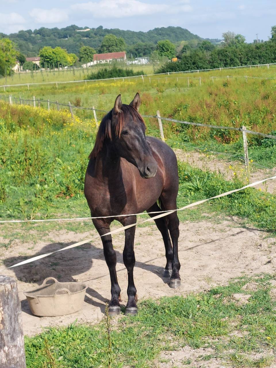Poulain PRE 