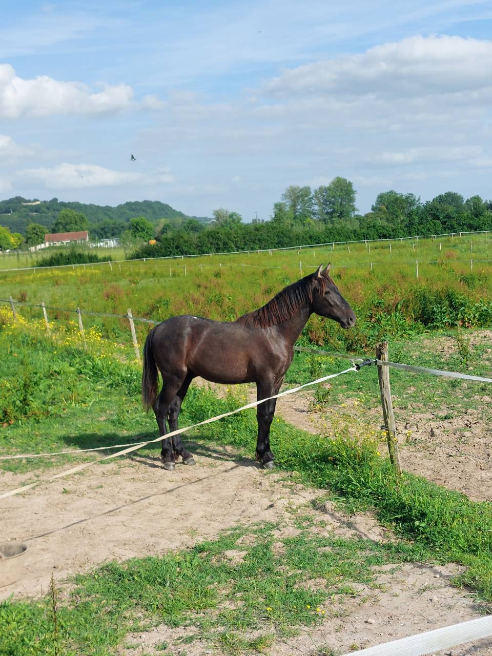 Poulain PRE 