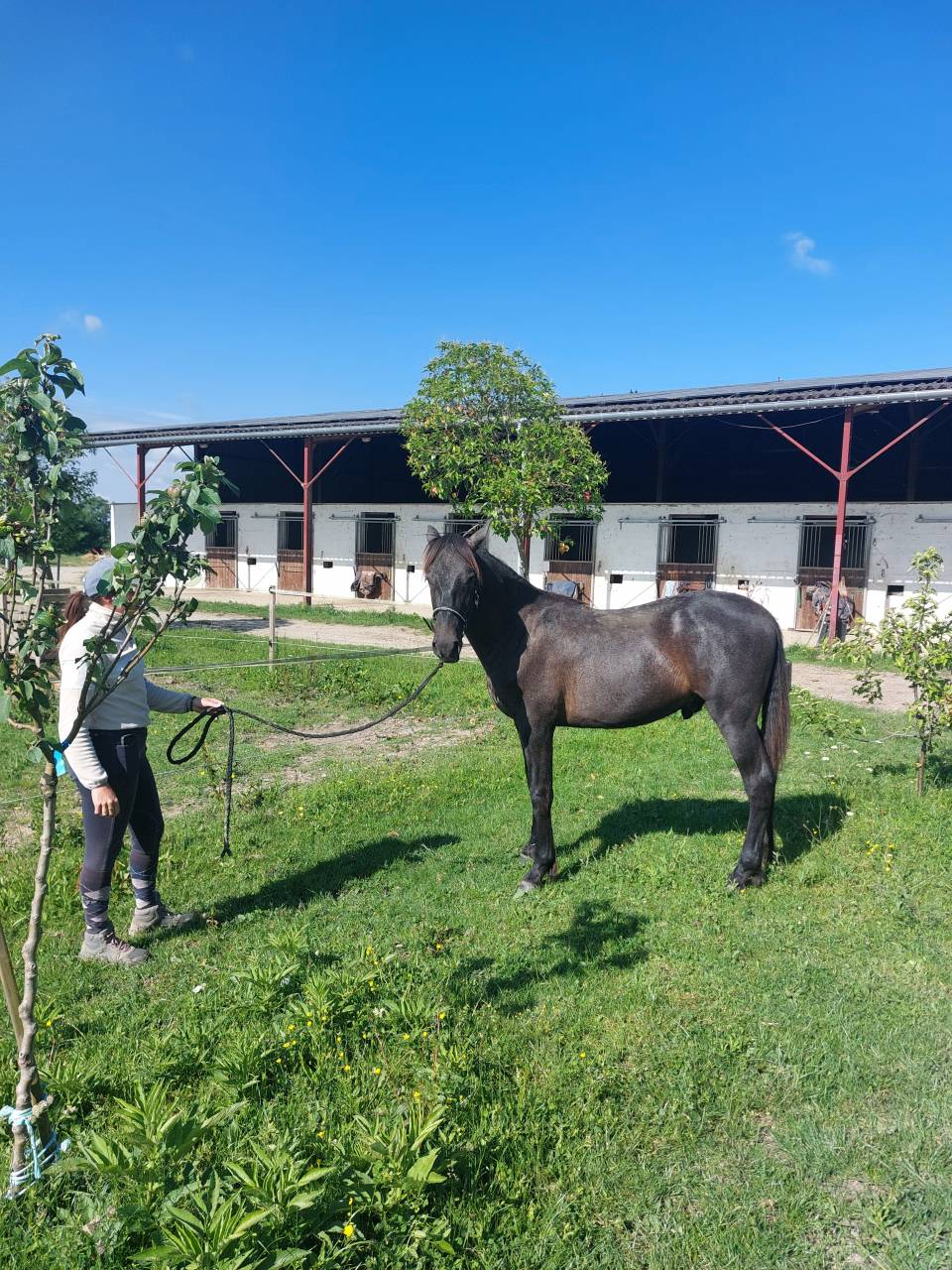 Poulain PRE 