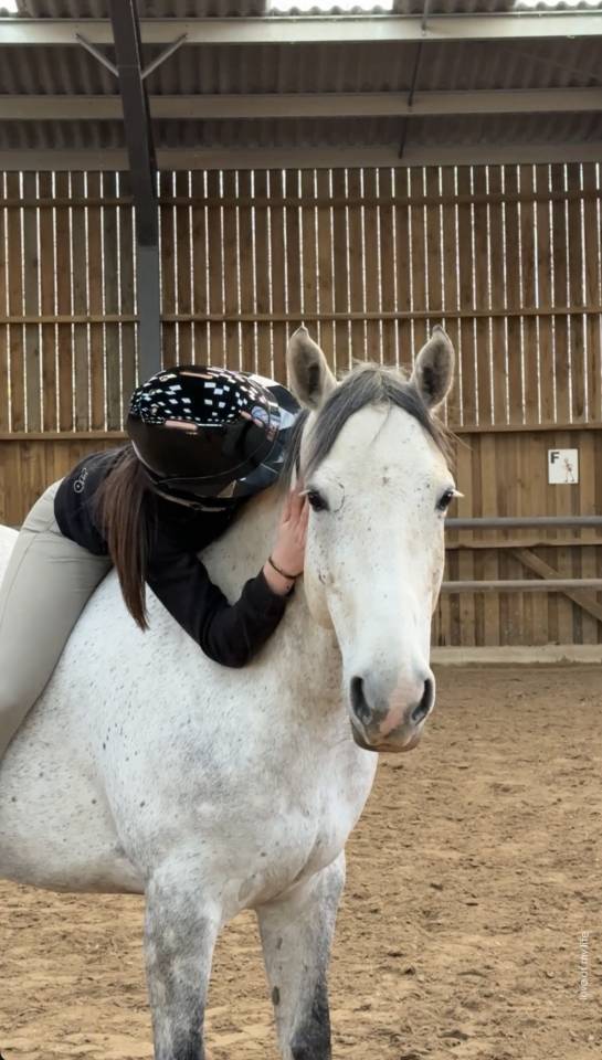 poney d&rsquo; AS 2 &agrave; vendre 