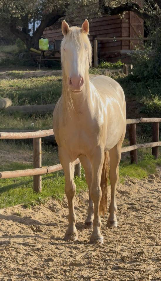 Cheval en demie pension