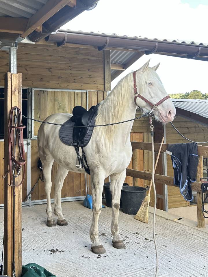 Cheval en demie pension