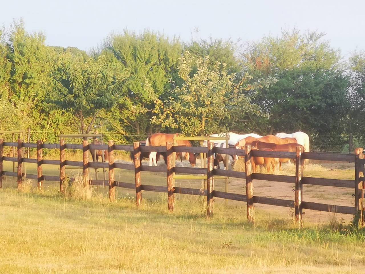 RECHERCHE ENSEIGNANT(E) D'EQUITATION
