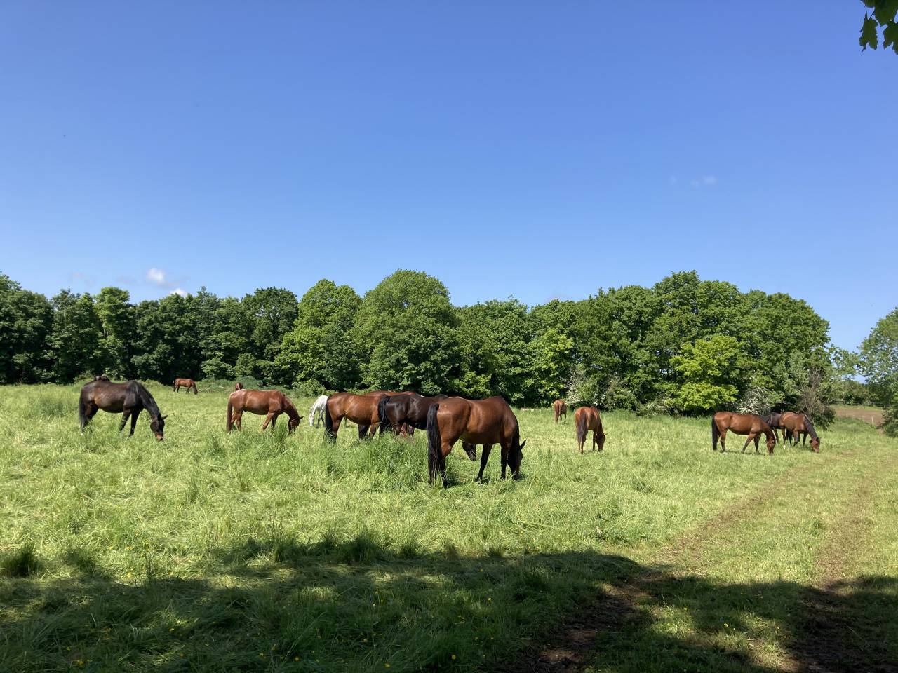 RECHERCHE ENSEIGNANT(E) D'EQUITATION