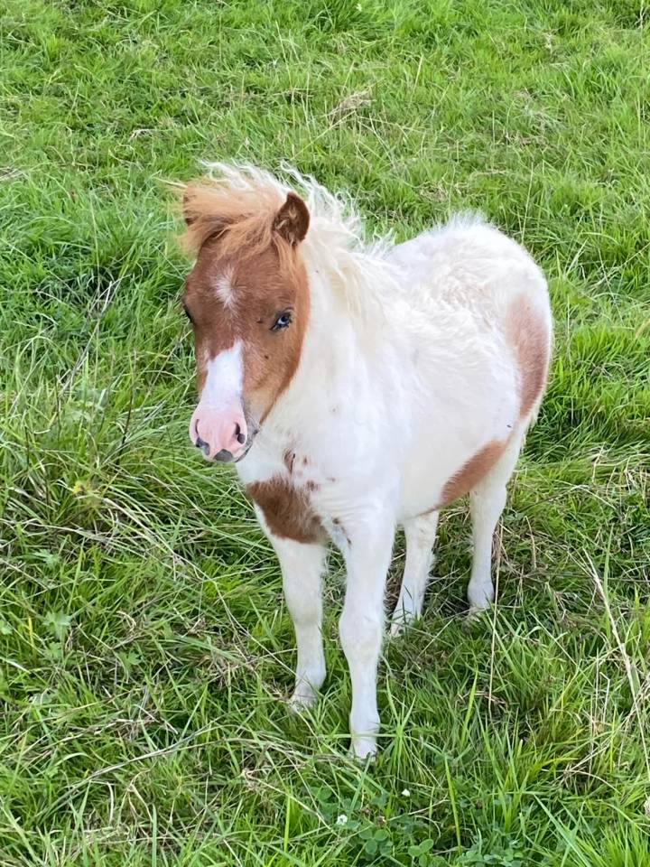 Jument mini Shetland pleins papiers