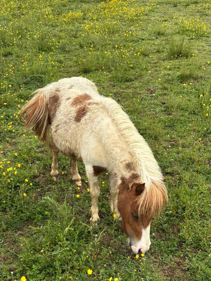 Jument mini Shetland pleins papiers