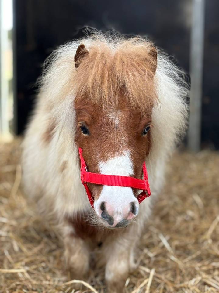 Jument mini Shetland pleins papiers