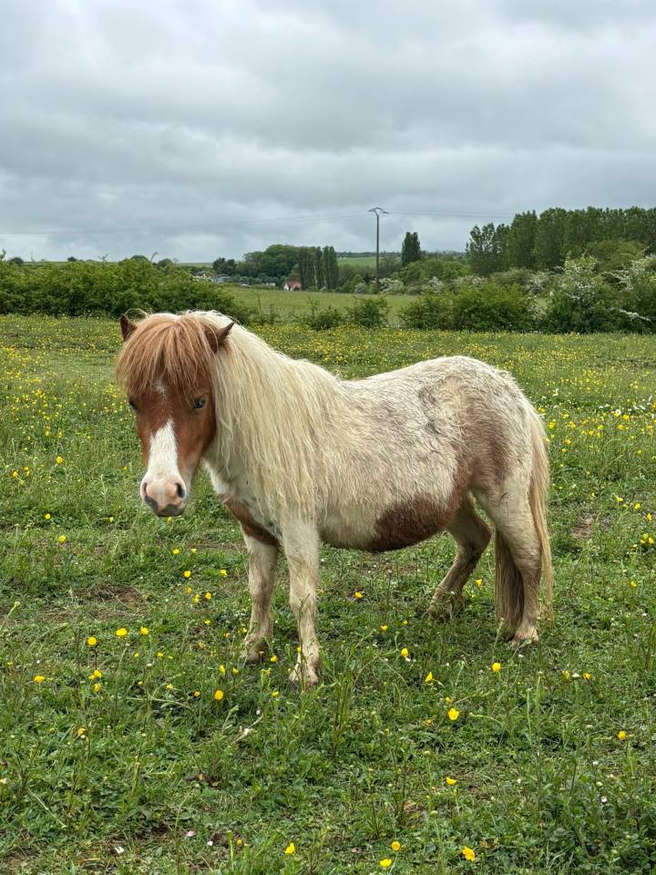 Jument mini Shetland pleins papiers
