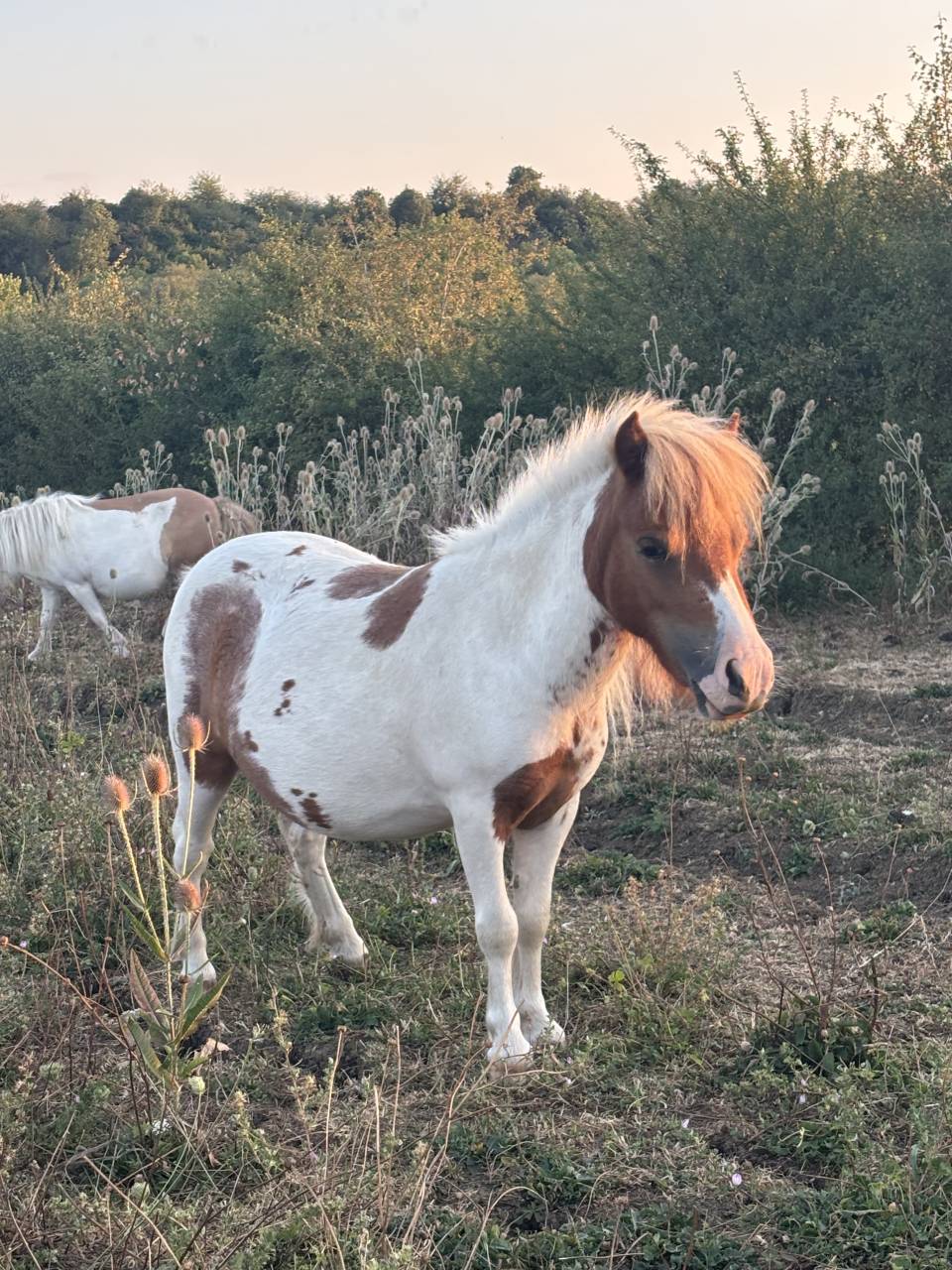 Jument mini Shetland pleins papiers
