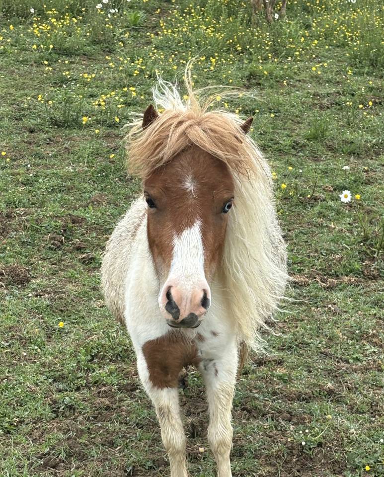 Jument mini Shetland pleins papiers