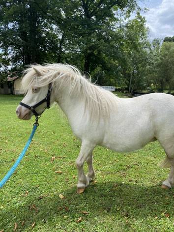 Jument mini Shetland cremello pr&eacute;sum&eacute;e pleine
