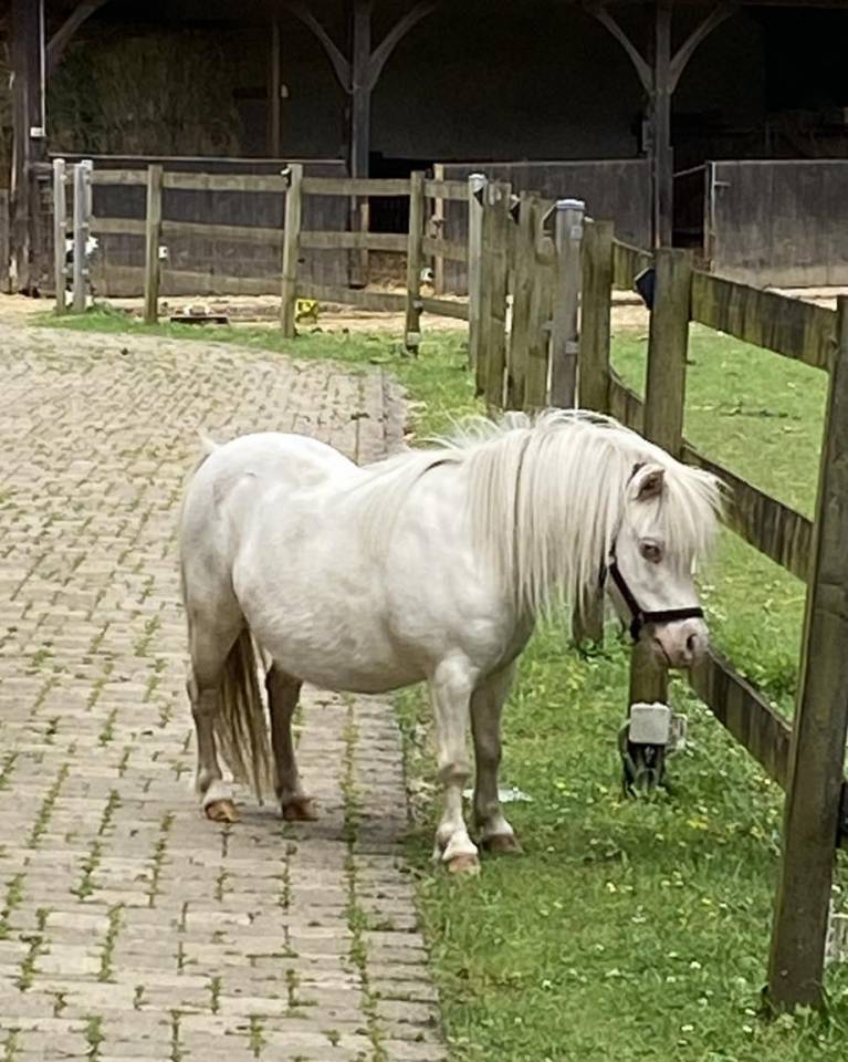 Jument mini Shetland cremello pr&eacute;sum&eacute;e pleine