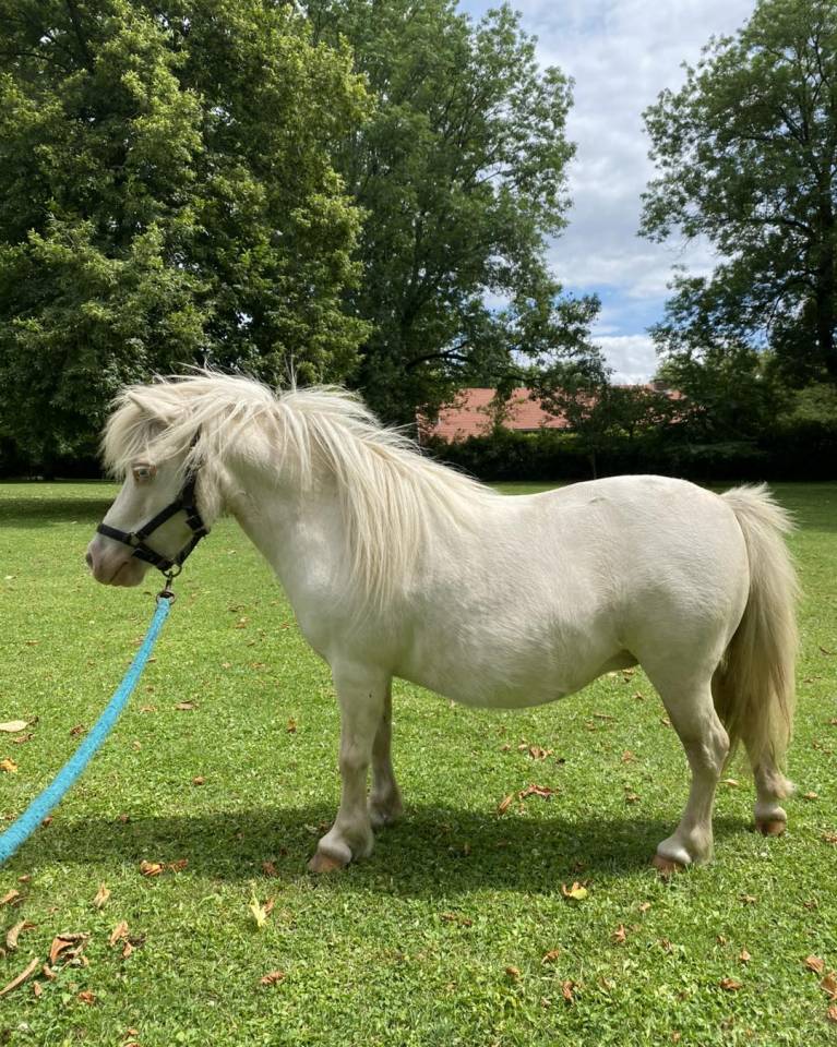 Jument mini Shetland cremello pr&eacute;sum&eacute;e pleine