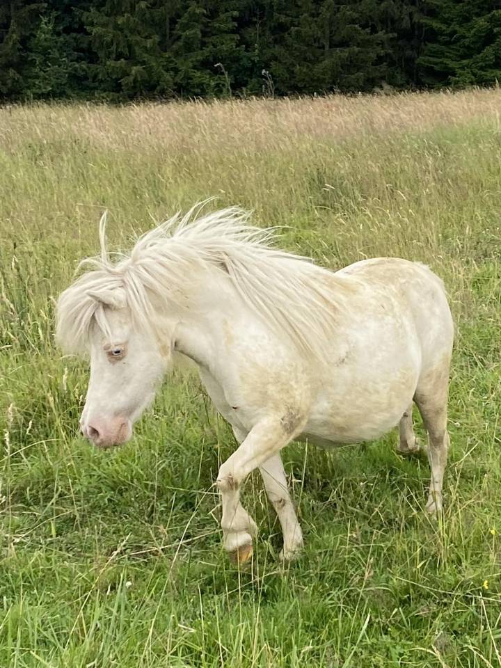 Jument mini Shetland cremello pr&eacute;sum&eacute;e pleine