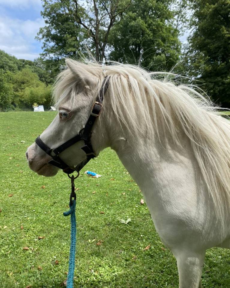 Jument mini Shetland cremello pr&eacute;sum&eacute;e pleine