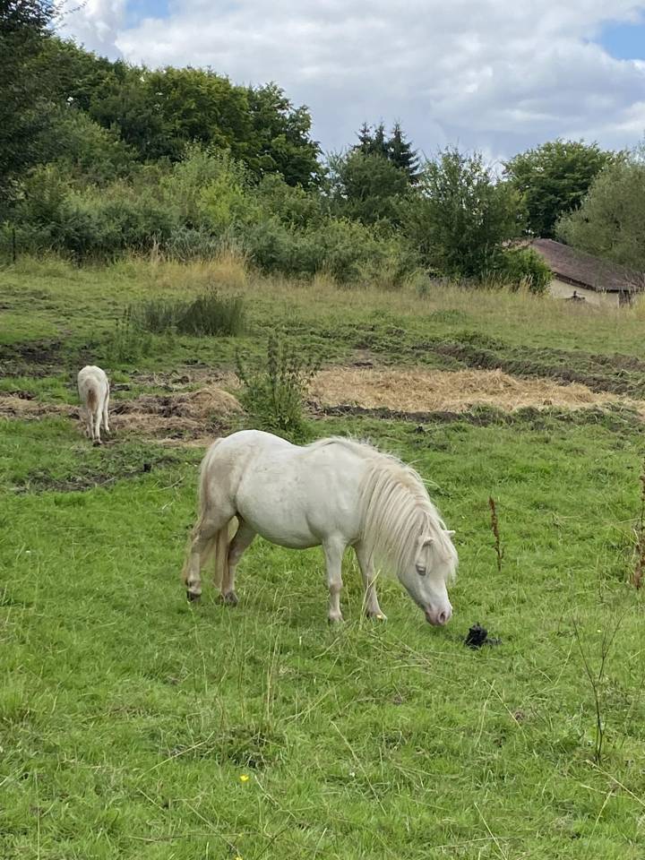 Jument mini Shetland cremello pr&eacute;sum&eacute;e pleine