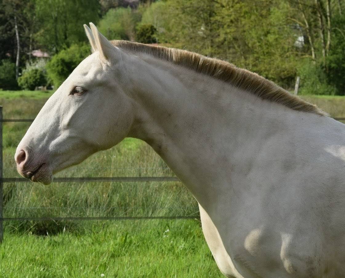 Lusitanienne PSL Pearl 