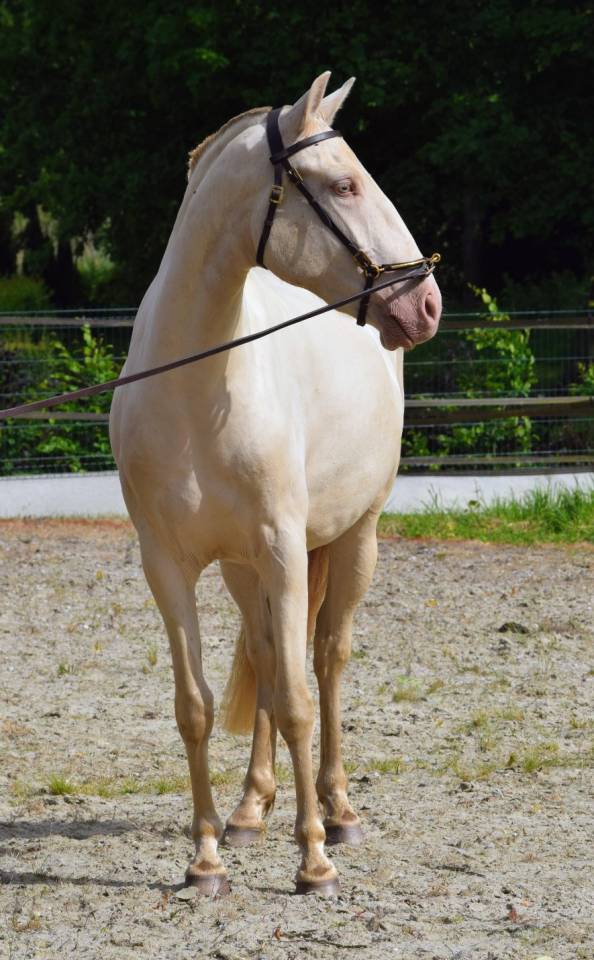 Lusitanienne PSL , pouliche 3 ans, belle g&eacute;n&eacute;tique !