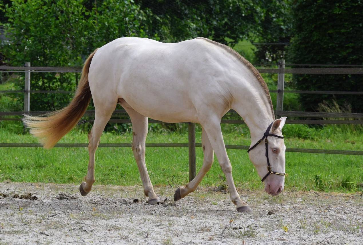 Lusitanienne PSL , pouliche 3 ans, belle g&eacute;n&eacute;tique !