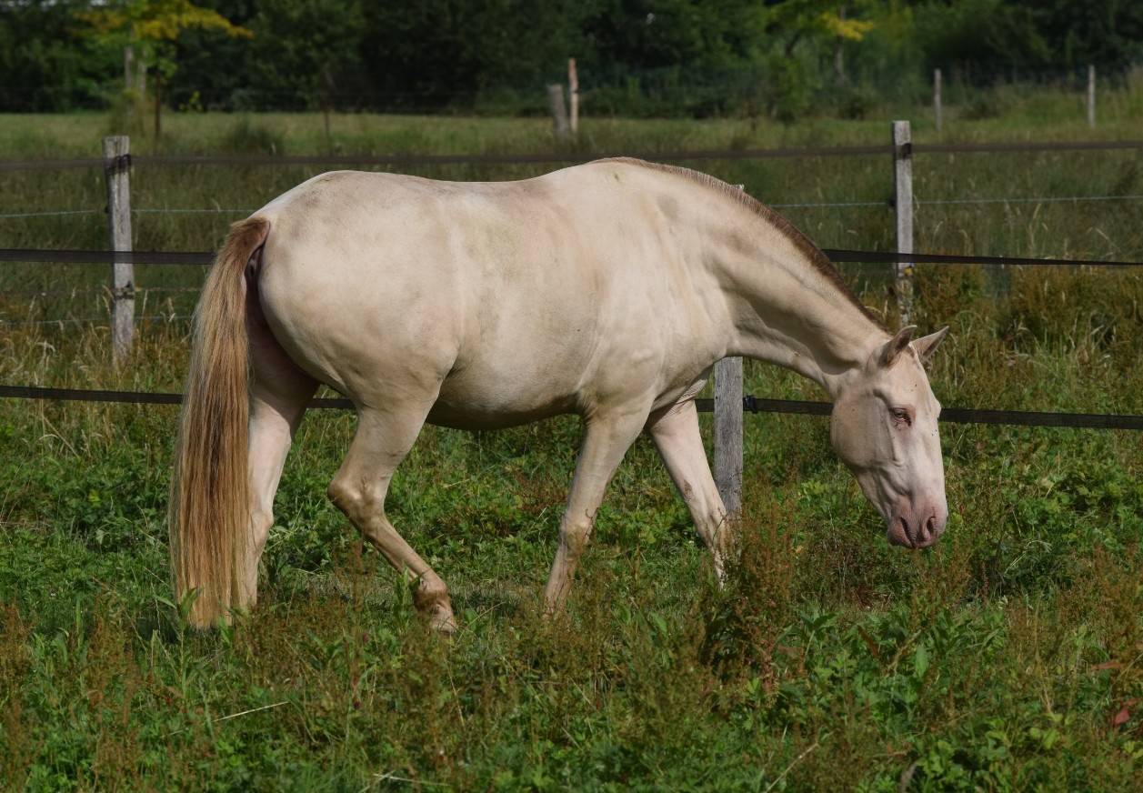 Lusitanienne PSL, 3 ans, &agrave; saisir !