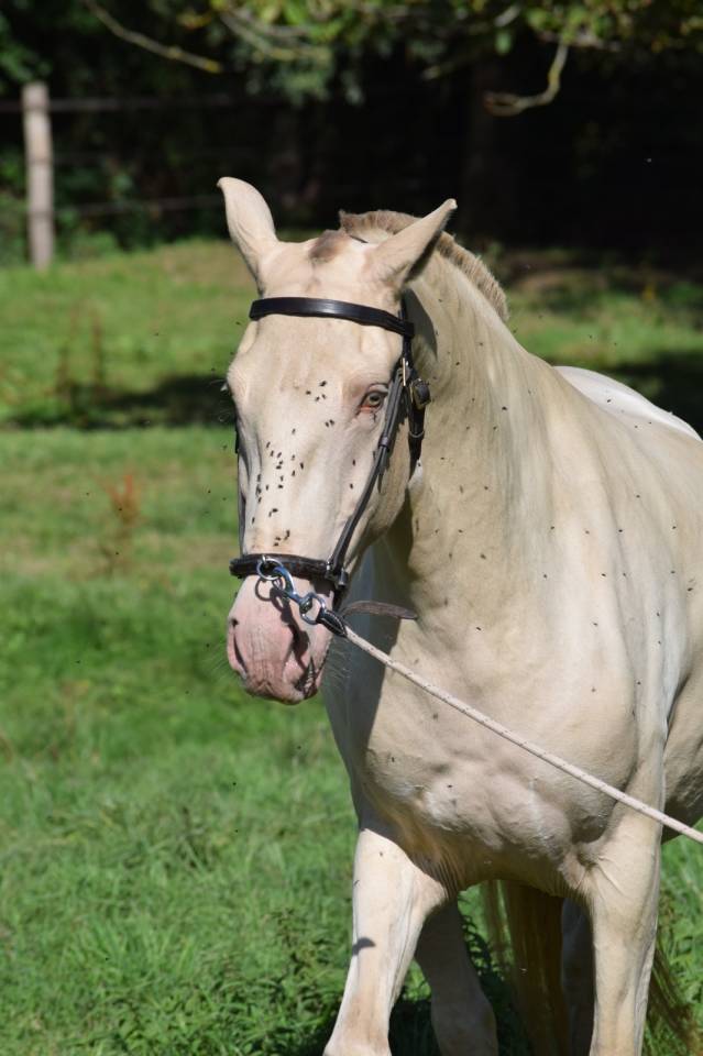 Lusitanienne PSL, 3 ans, &agrave; saisir !