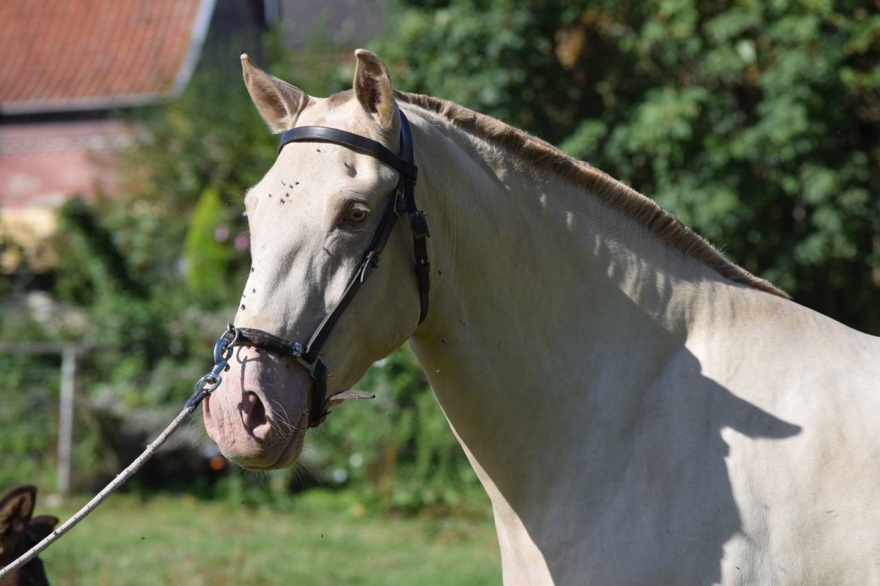 Lusitanienne PSL, 3 ans, &agrave; saisir !