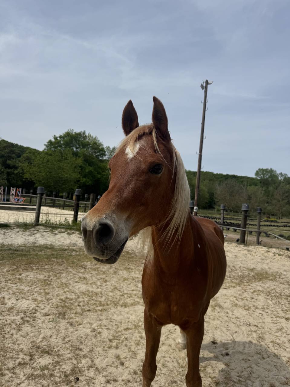 Cheval 