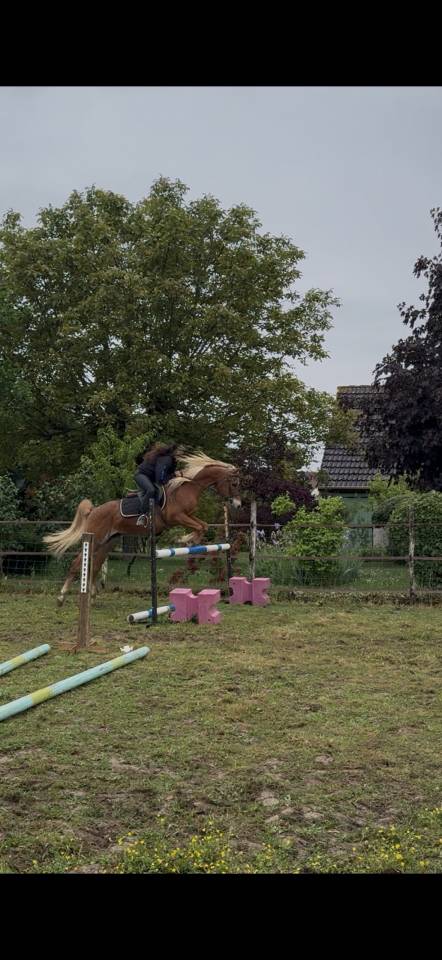 Cheval 